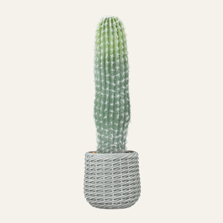 Vue produit de grand cactus artificiel pour décoration intérieure