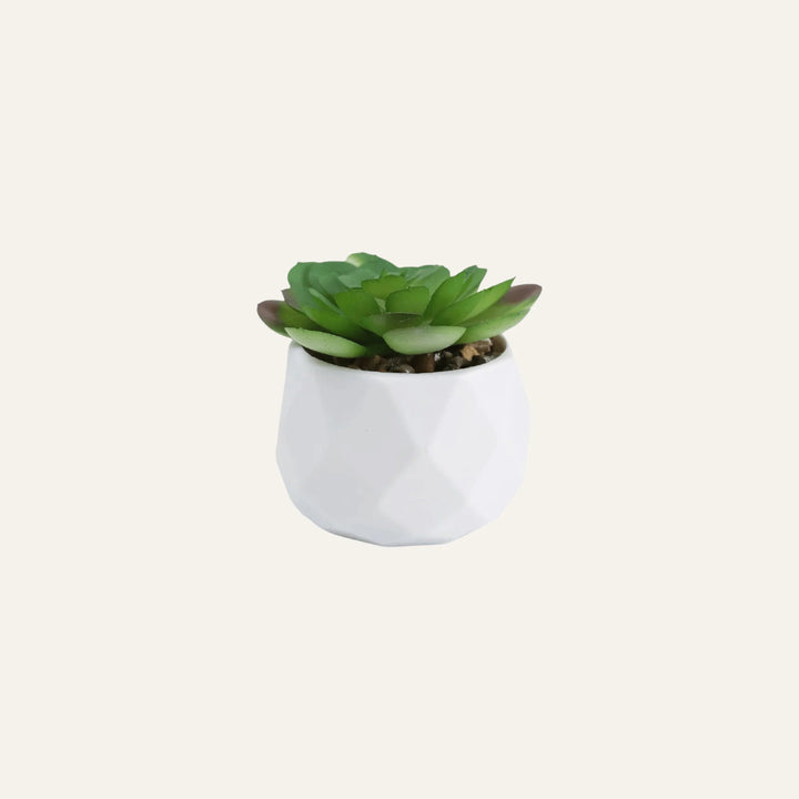 Succulente Artificielle modèle 1