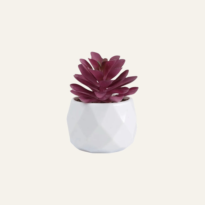 Succulente Artificielle modèle 3